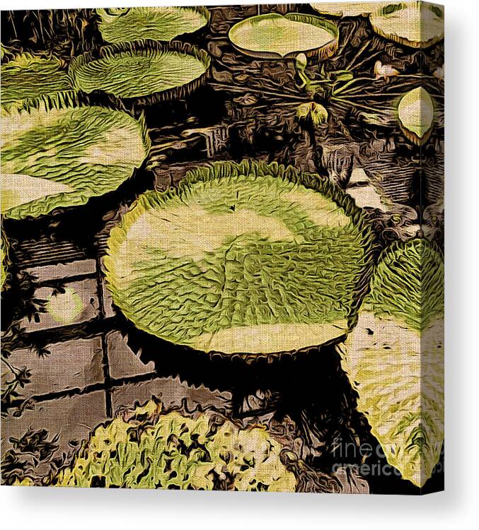 Lilies Canvas Print featuring the photograph The Lily Pads by Onedayoneimage Photography