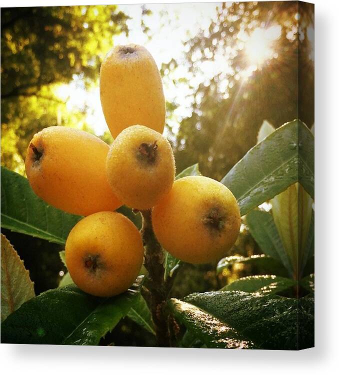 Exoticfruit Canvas Print featuring the photograph The Majestic 'bradenton' Loquat by Jessica O'Toole