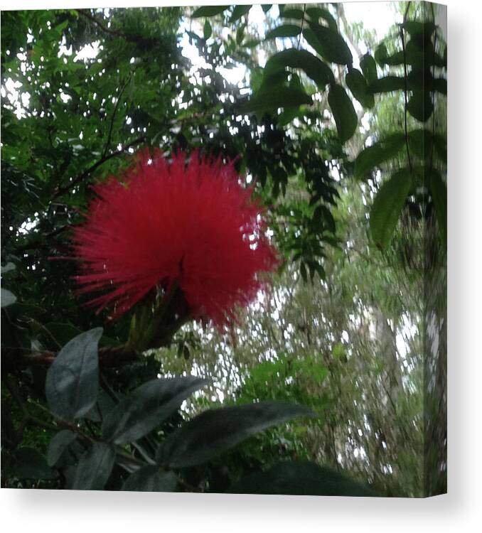 Red Canvas Print featuring the photograph The Red Flower by Susan Grunin