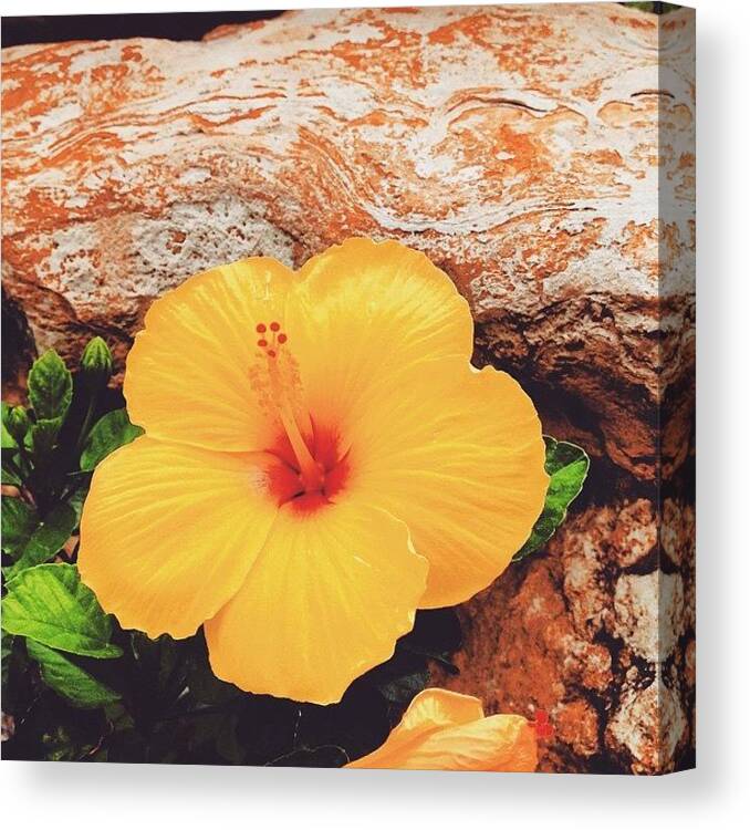 Hibiscus Canvas Print featuring the photograph Hybiscus by Hermes Fine Art