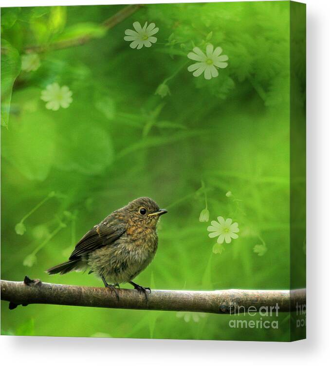 Robin Canvas Print featuring the photograph The touch of the spring by Ang El