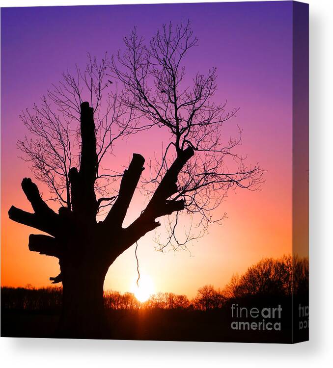 Big Canvas Print featuring the photograph The Wise One by Olivier Le Queinec