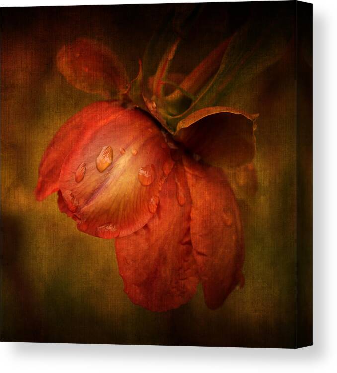 Flower Canvas Print featuring the photograph There she goes by Philippe Sainte-Laudy