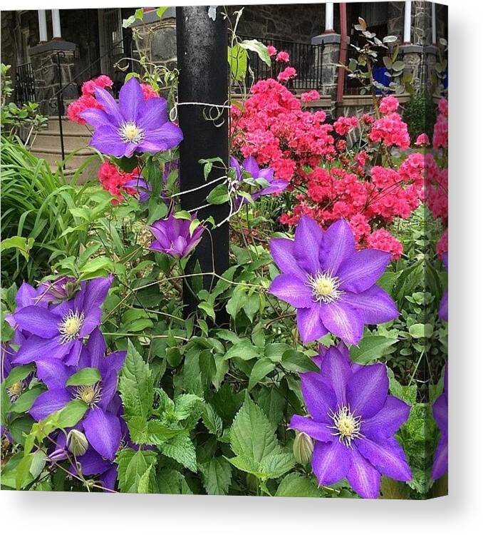 Love Canvas Print featuring the photograph These Flowers Look Like Cartoons!!! by Danielle Farmer