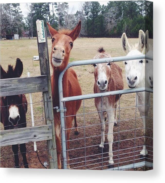  Canvas Print featuring the photograph These Guys by Kristen Holbrook