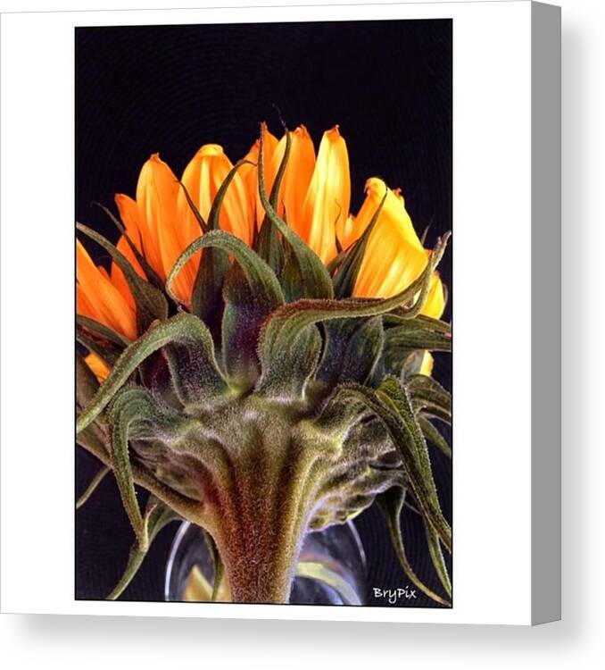 Brypix_morninglight2 Canvas Print featuring the photograph These Little Beauties Have Lasted by Peter Bryenton