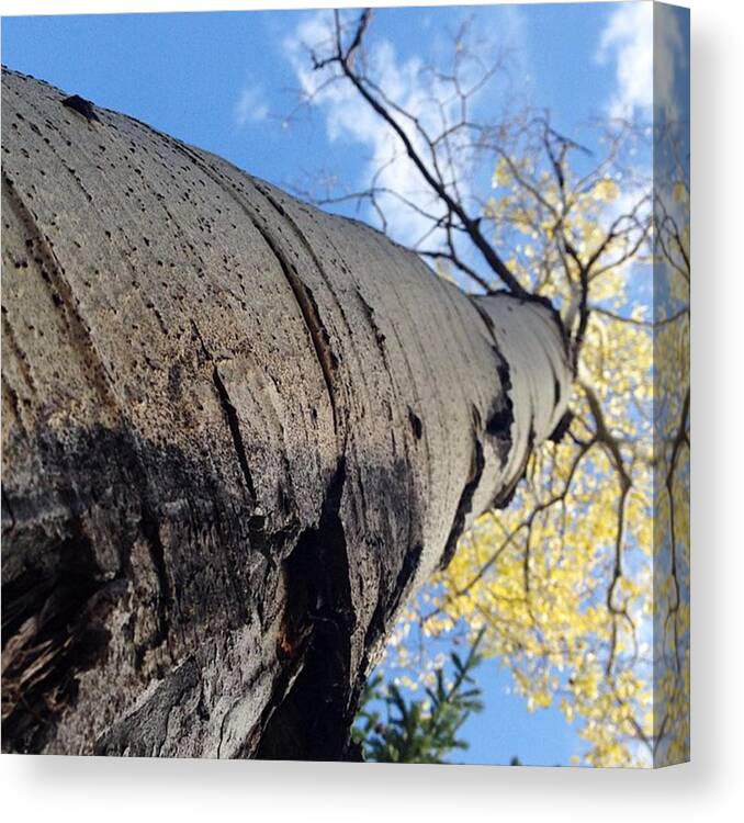 Crookedcreek Canvas Print featuring the photograph Things Are Looking Up. ☺️ #aspen by Melissa Tenpas