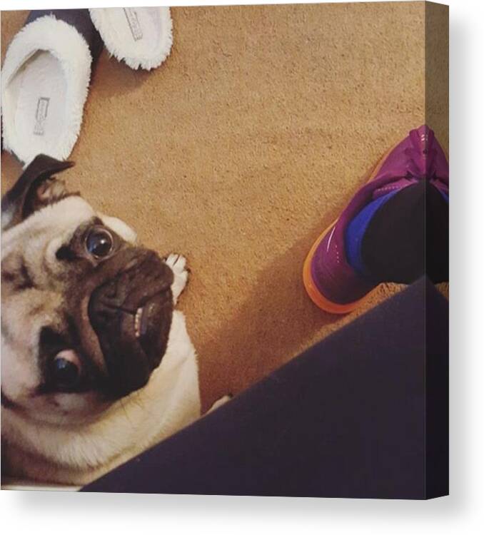 Puglife Canvas Print featuring the photograph This Boy! 😍 #love #clingy #pug by Natalie Anne