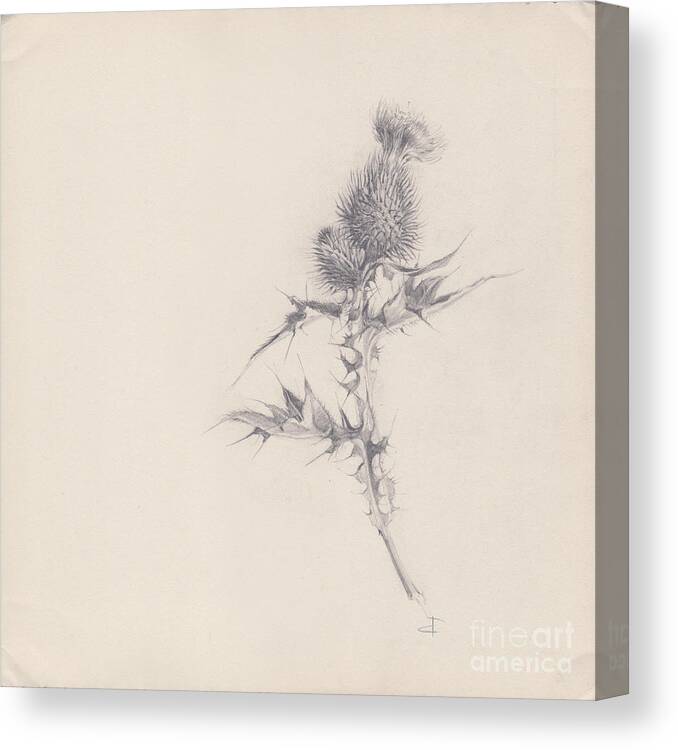 Flotsam Canvas Print featuring the drawing Thistle Sketchpad Page by Paul Davenport