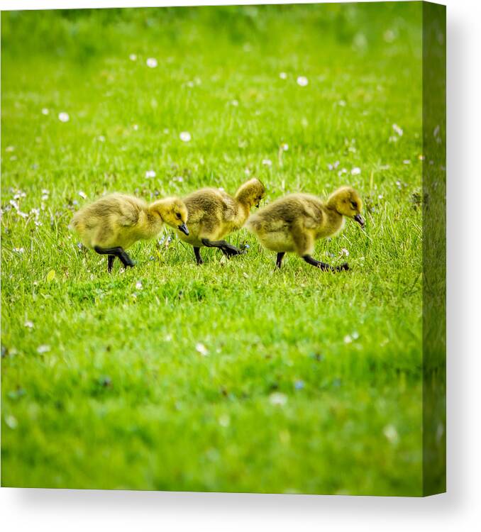 Family Canvas Print featuring the photograph Three Goslings by Chris Bordeleau