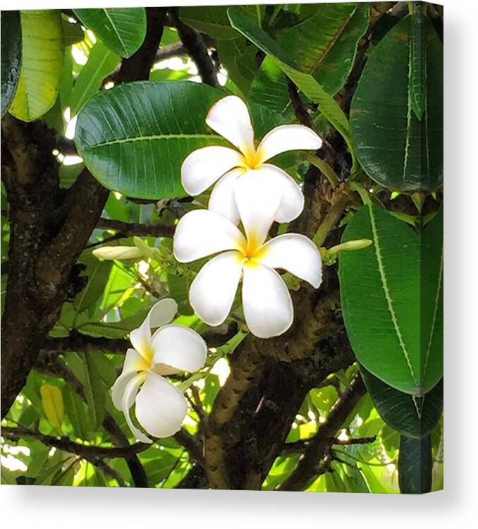  Canvas Print featuring the photograph Three Plumeria Blossoms by Darice Machel McGuire