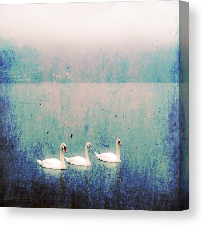 Swan Canvas Print featuring the photograph Three Swans by Joana Kruse