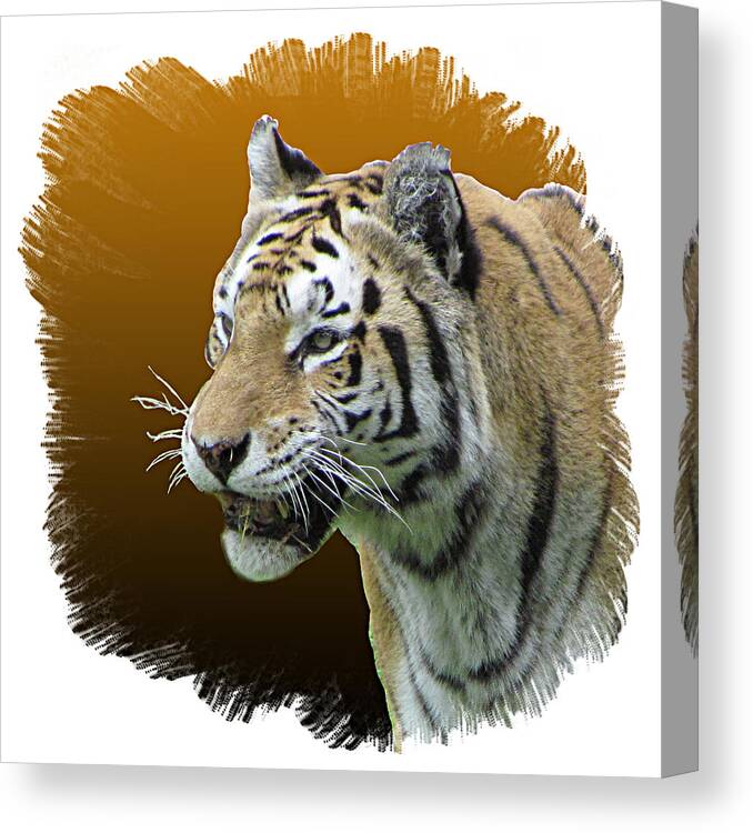 Art Canvas Print featuring the photograph Tiger by T Guy Spencer