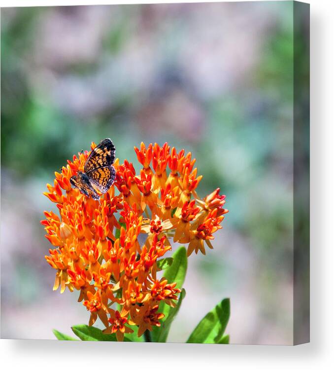 Tiny Pearl Crescent Butterfly Canvas Print featuring the photograph Tiny Pearl Crescent Butterfly by Phyllis Taylor