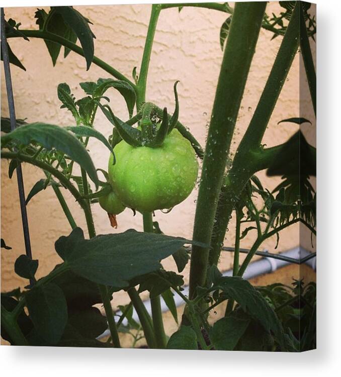  Canvas Print featuring the photograph Tomato Plant by Juan Silva