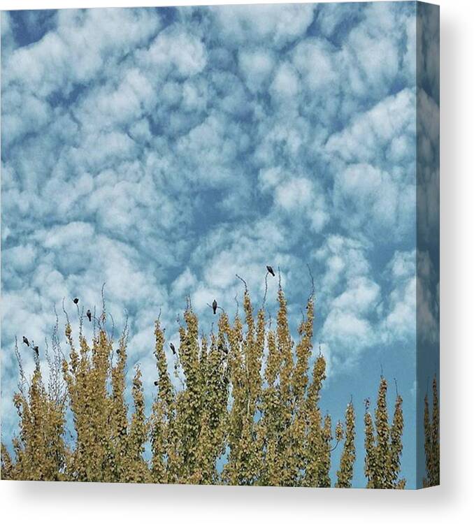 Birds Canvas Print featuring the photograph Top Pigeons
#birds #pigeon #trees #sky by Rafa Rivas