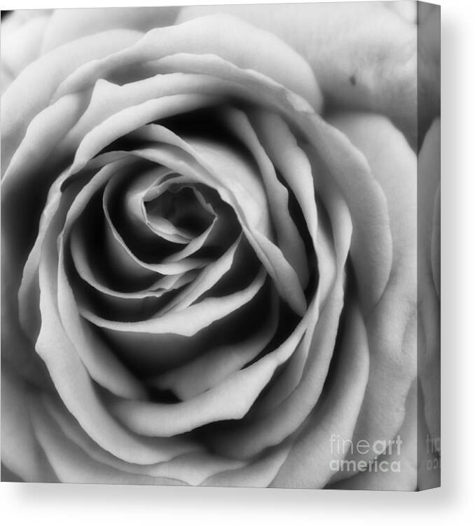Rose Canvas Print featuring the photograph Total Rapture by Clare Bevan