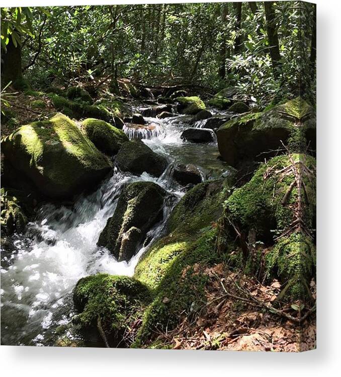 Conasauga River Georgia Nature Mountains Trout Stream Canvas Print featuring the photograph Purity by Matt Urich