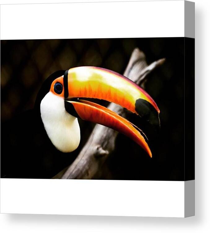 Brazil Canvas Print featuring the photograph #toucan #brazil #outdoors #nature #bird by Daniel Precht Photography