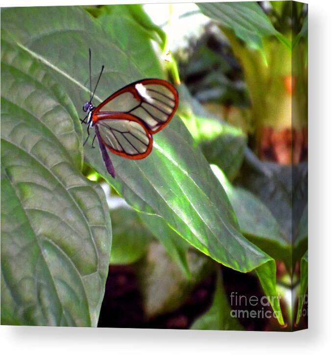 Butterfly Canvas Print featuring the photograph Transparency by Christina A Pacillo