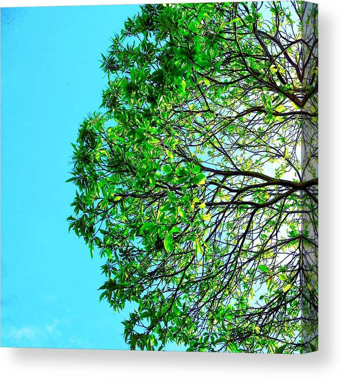  Canvas Print featuring the photograph Tree #3 by Julie Gebhardt