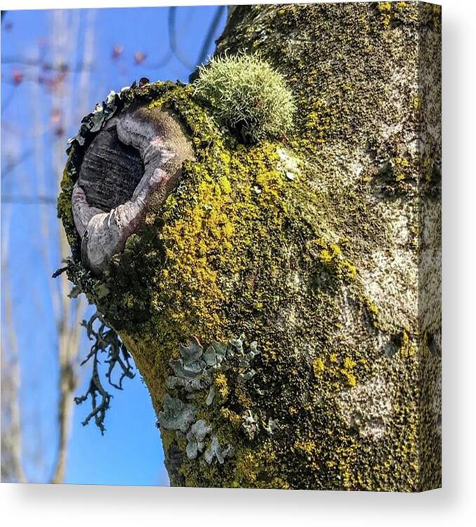 Spring Canvas Print featuring the photograph Tree Art #pnwonderland #washington by Jerry Renville