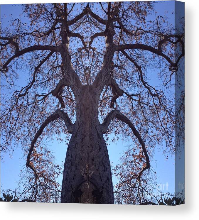 Creature Canvas Print featuring the photograph Tree Creature by Nora Boghossian