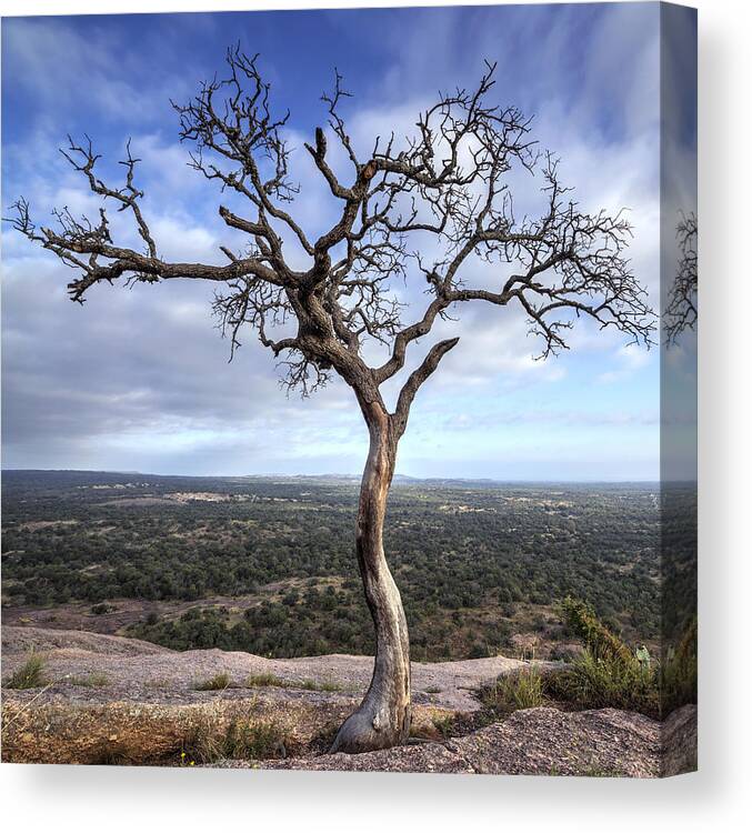 Tree Canvas Print featuring the photograph Tree On Enchanted Rock - Square by Todd Aaron