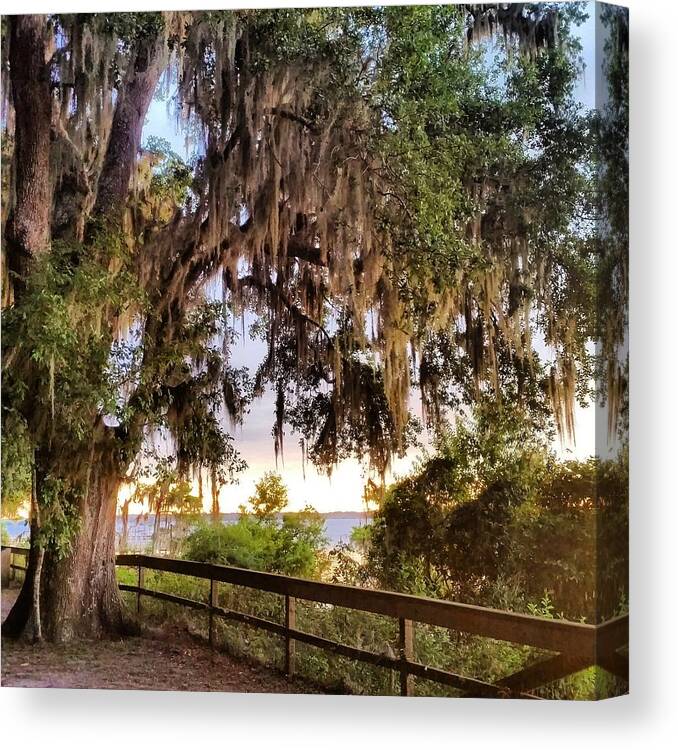 Tree On The Riverbank And Alpine Grove Park In Switzerland Florida Canvas Print featuring the photograph Tree on the Riverbank by Karen Breeze