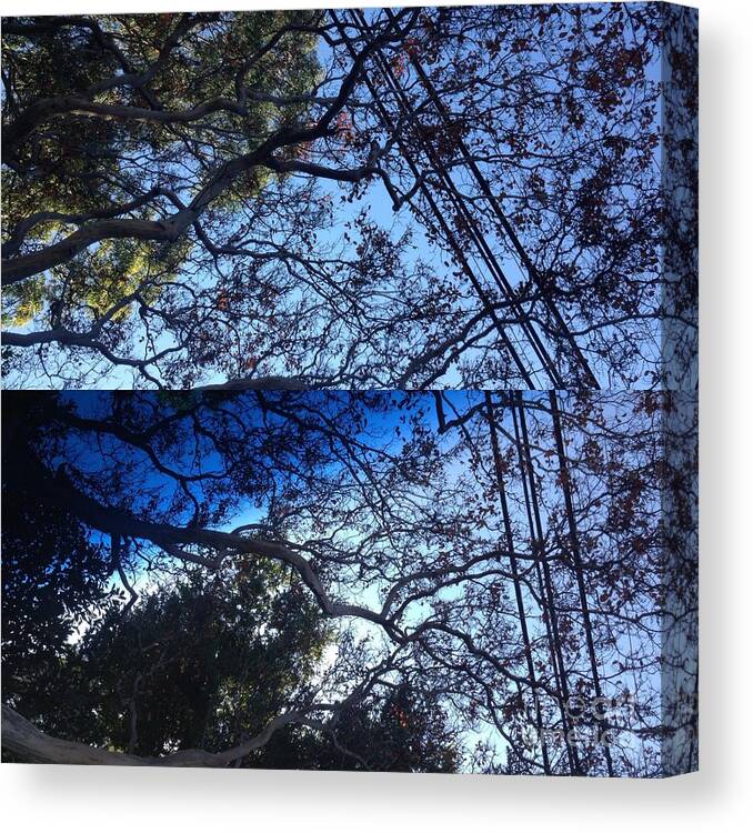 Trees Canvas Print featuring the photograph Tree Symphony by Nora Boghossian