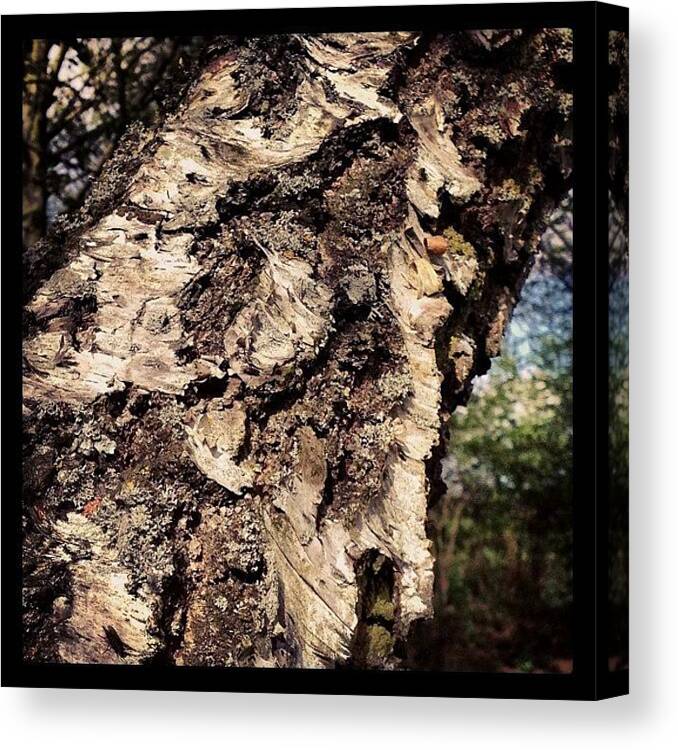 Woods Canvas Print featuring the photograph #tree #trees #bark #treebark by Miss Wilkinson