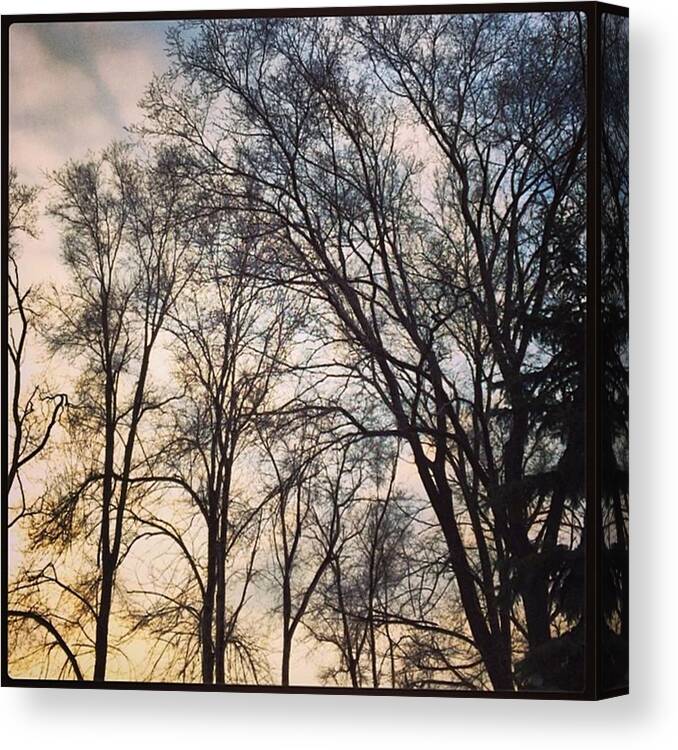 Street Canvas Print featuring the photograph #trees #branches #lace #blue #sky by Anastasiia Iatsyna