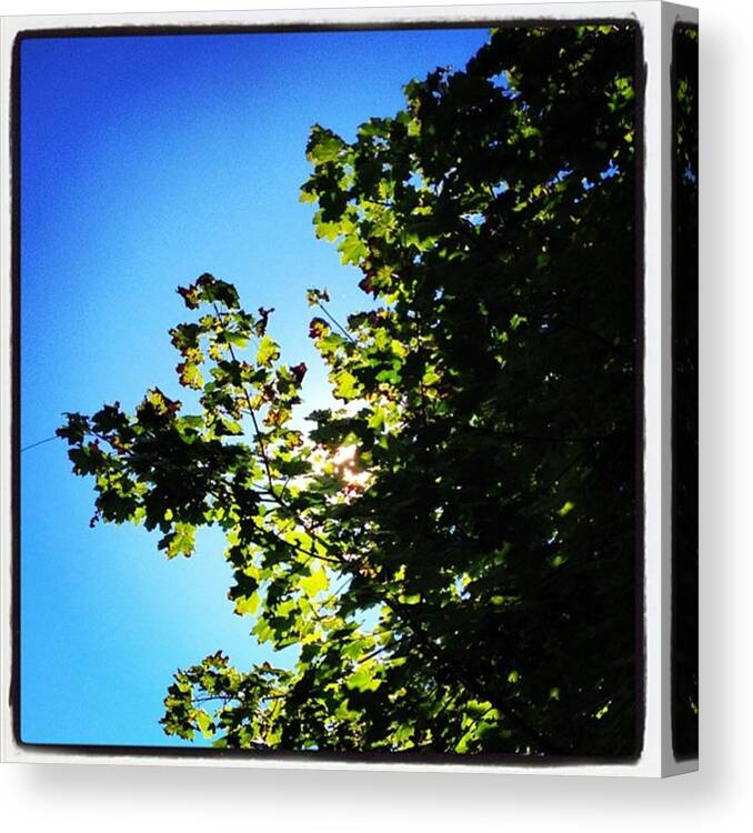 Poconos Canvas Print featuring the photograph #trees #yinyang #zen #sky #nature #up by Gary Sumner