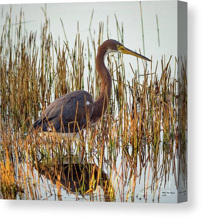 Herons Canvas Print featuring the photograph Tricolored Heron - Egretta Tricolor by DB Hayes