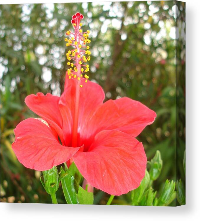 Hibiscus Canvas Print featuring the photograph Tropical Red Hibiscus Rose Mallow by Taiche Acrylic Art