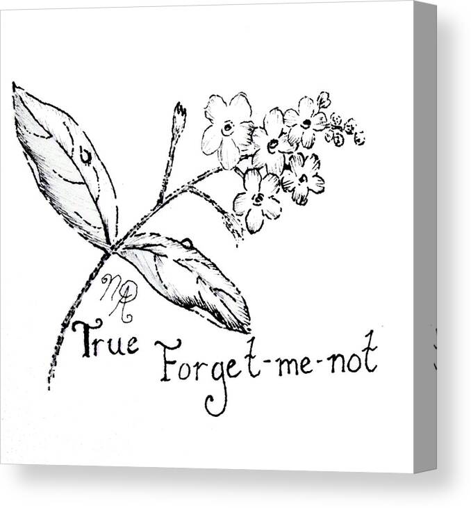 Forget-me-not Canvas Print featuring the drawing True Forget-me-not by Nicole Angell