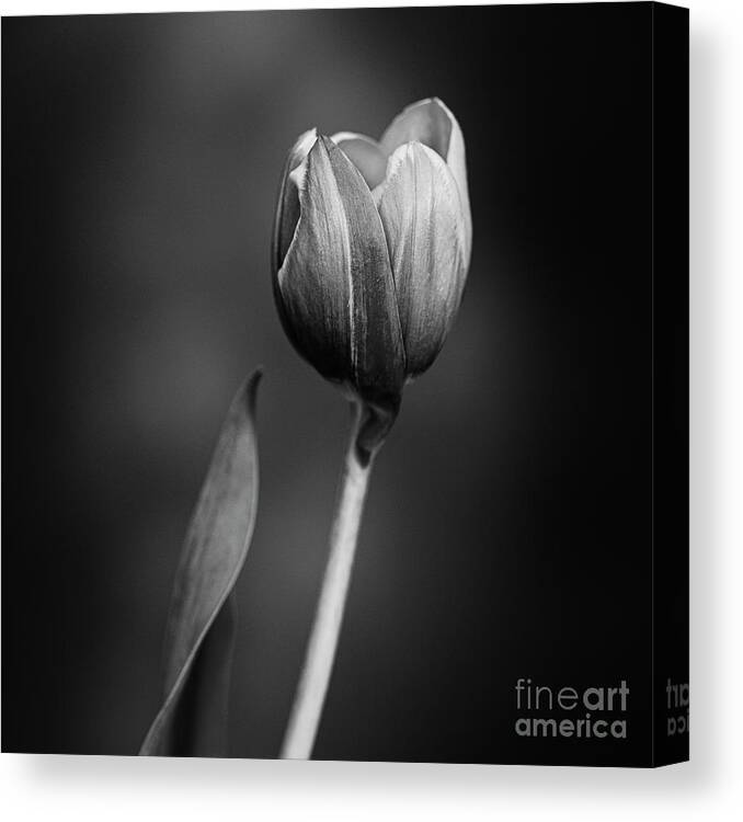 Tulip Canvas Print featuring the photograph Tulip #175 by Desmond Manny