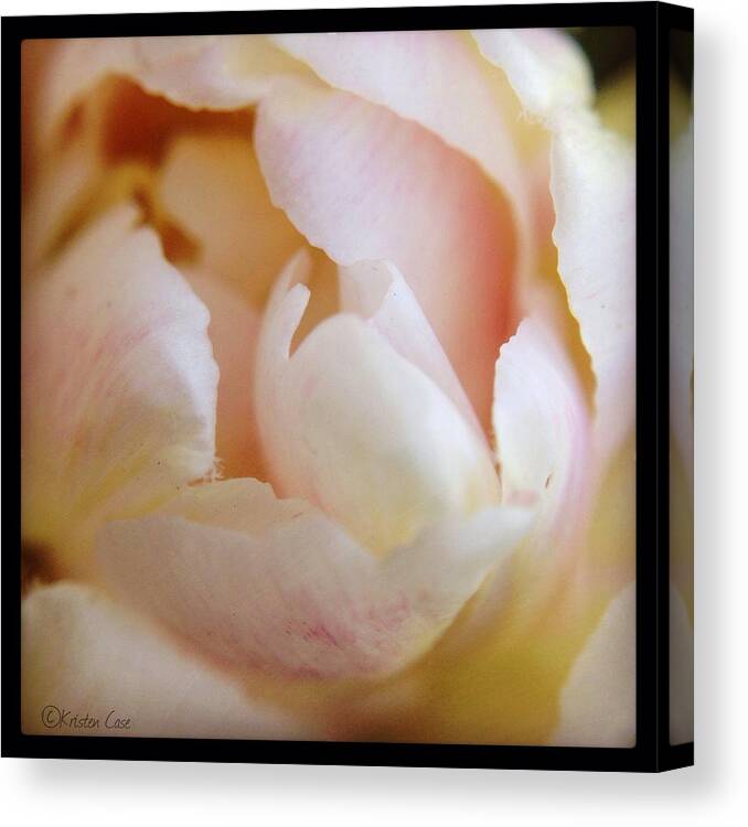 Tulip Canvas Print featuring the photograph Tulip macro by Kristen Case