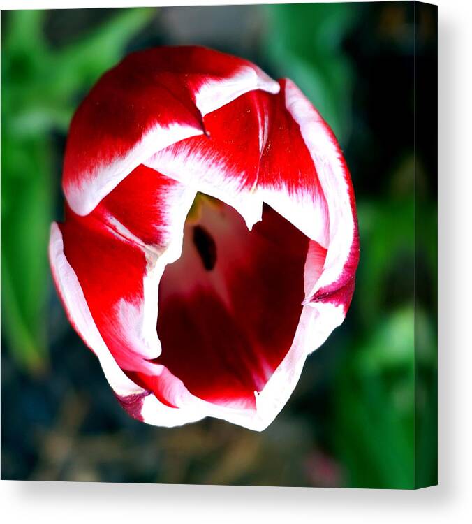 Spring Canvas Print featuring the photograph Tulip opening by Katy Hawk