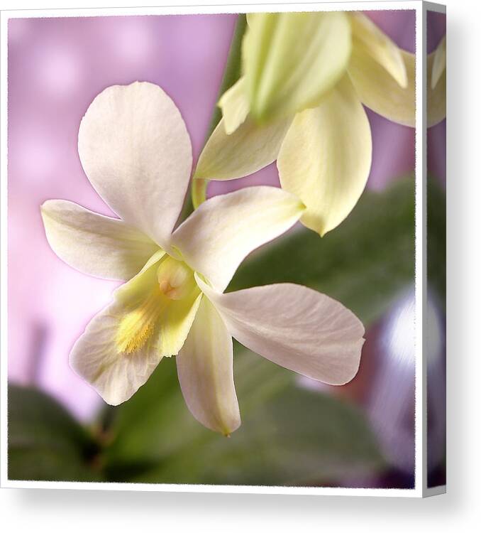 White Flower Canvas Print featuring the photograph Unique White Orchid by Mike McGlothlen