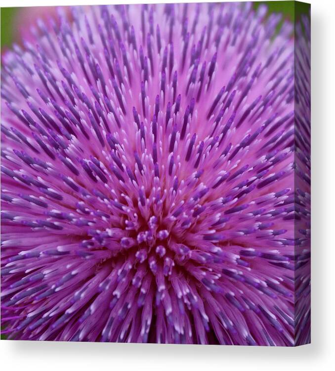 Photograph Canvas Print featuring the photograph Up Close on Musk Thistle Bloom by M E