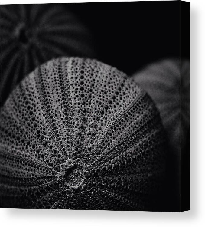 Rcspics Canvas Print featuring the photograph Urchin by Dave Edens