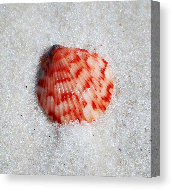 Shell Canvas Print featuring the photograph Vibrant Red Ribbed Sea Shell in Fine Wet Sand Macro Square Format by Shawn O'Brien