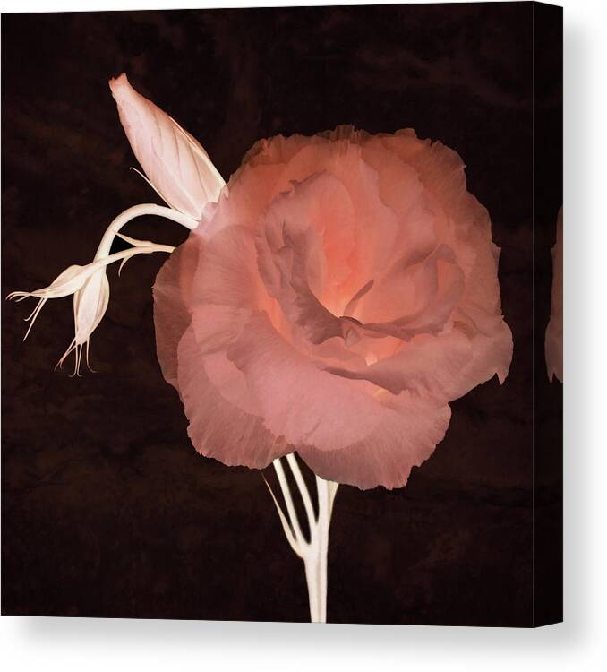 Lisianthus Flowers Canvas Print featuring the photograph Voluptuous by Leda Robertson