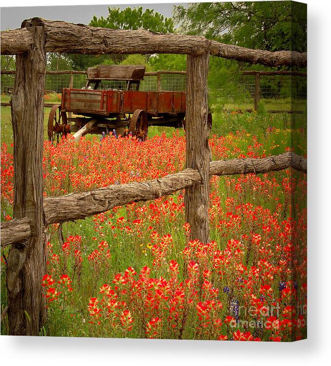Spring Canvas Print featuring the photograph Wagon in Paintbrush - Texas Wildflowers wagon fence landscape flowers by Jon Holiday