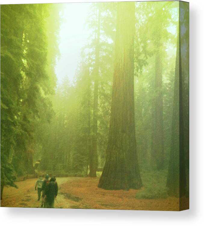 Forest Canvas Print featuring the photograph Walking by Giants by Brian Kirchner