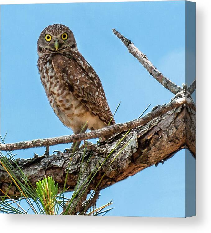 Owl Canvas Print featuring the photograph Watch Wise Burrowing Owl by Ginger Stein