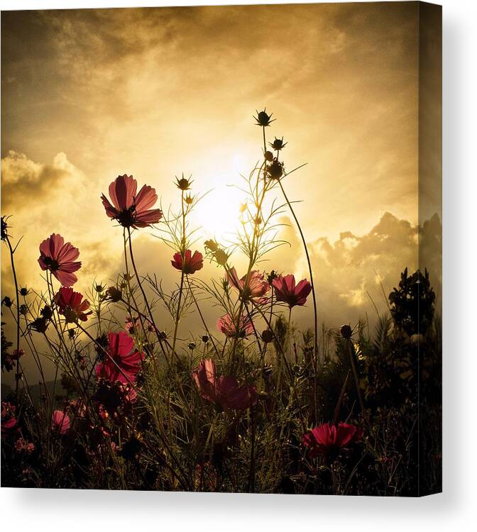 Flowers Canvas Print featuring the photograph Watching the Sun by Christian Marcel