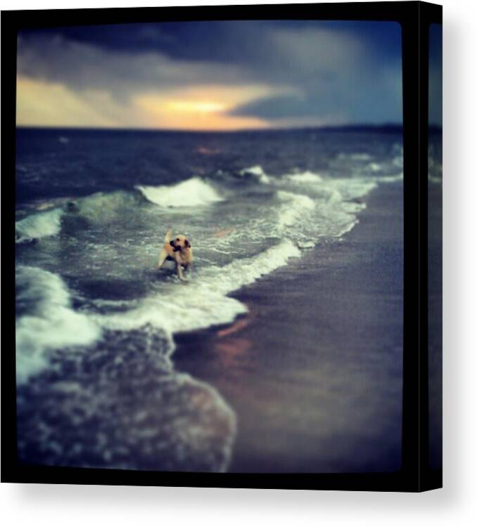 Sunset Canvas Print featuring the photograph Water Dog by Fernando Portal
