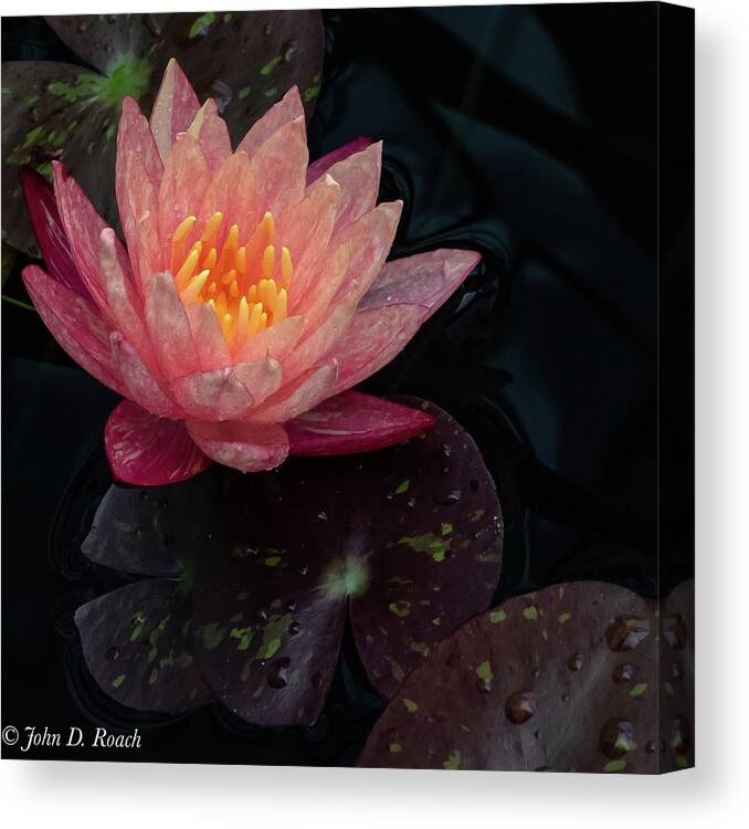 Lily Canvas Print featuring the photograph Water Lily by John Roach